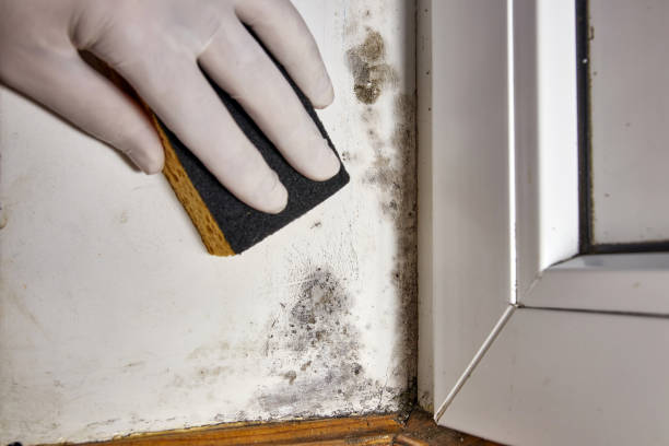 Best Industrial Mold Remediation  in Santa Rosa, CA